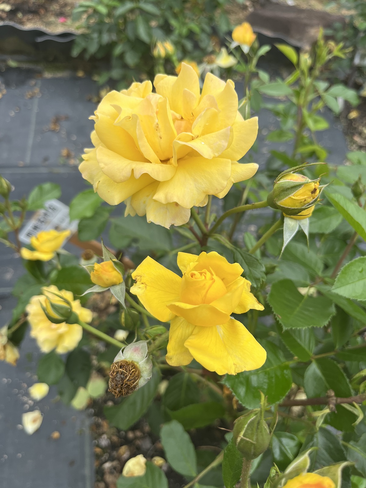 黄色の薔薇