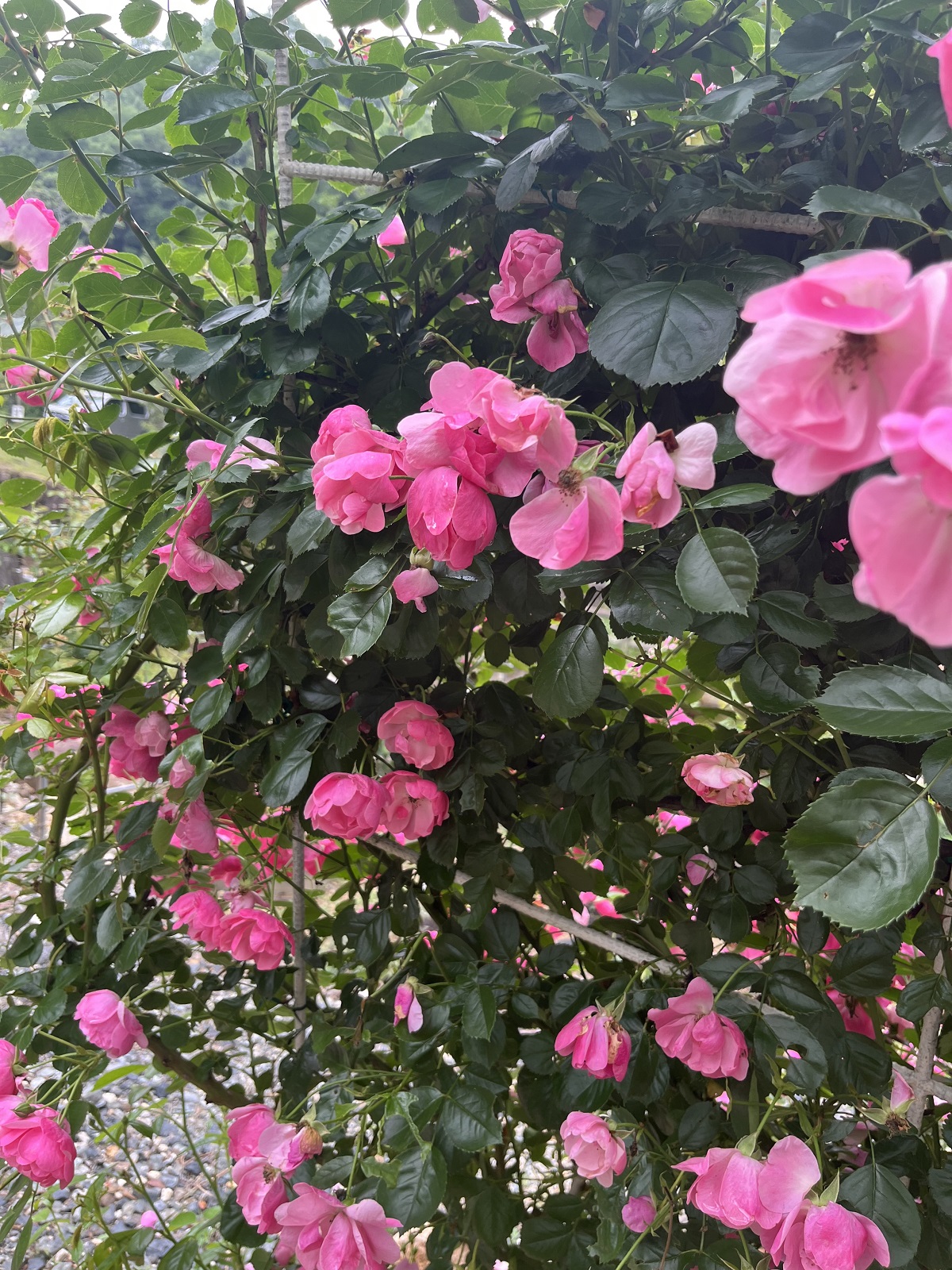 ピンクの薔薇