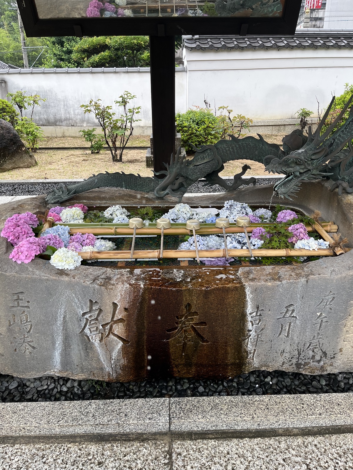 色とりどりの紫陽花